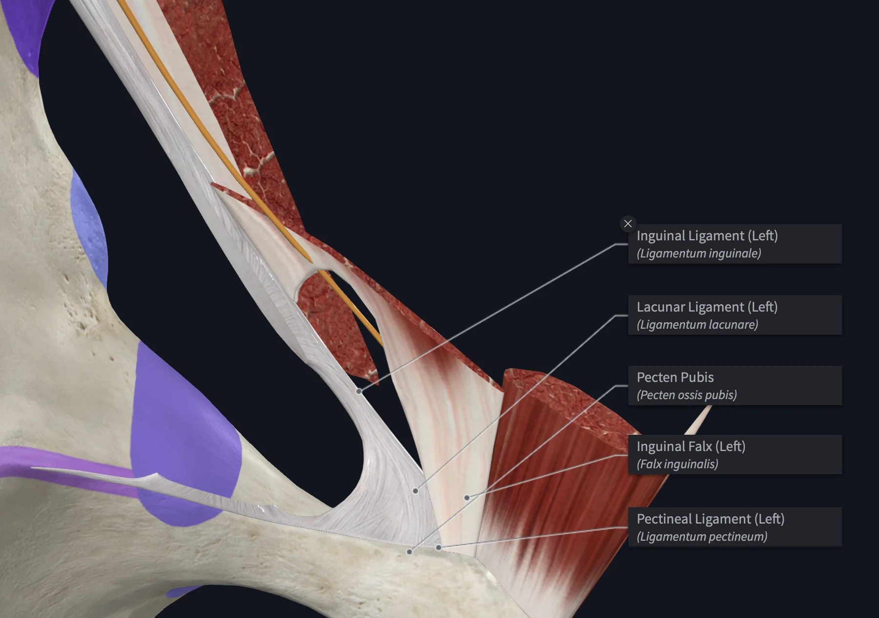 Inguinal Canal ant