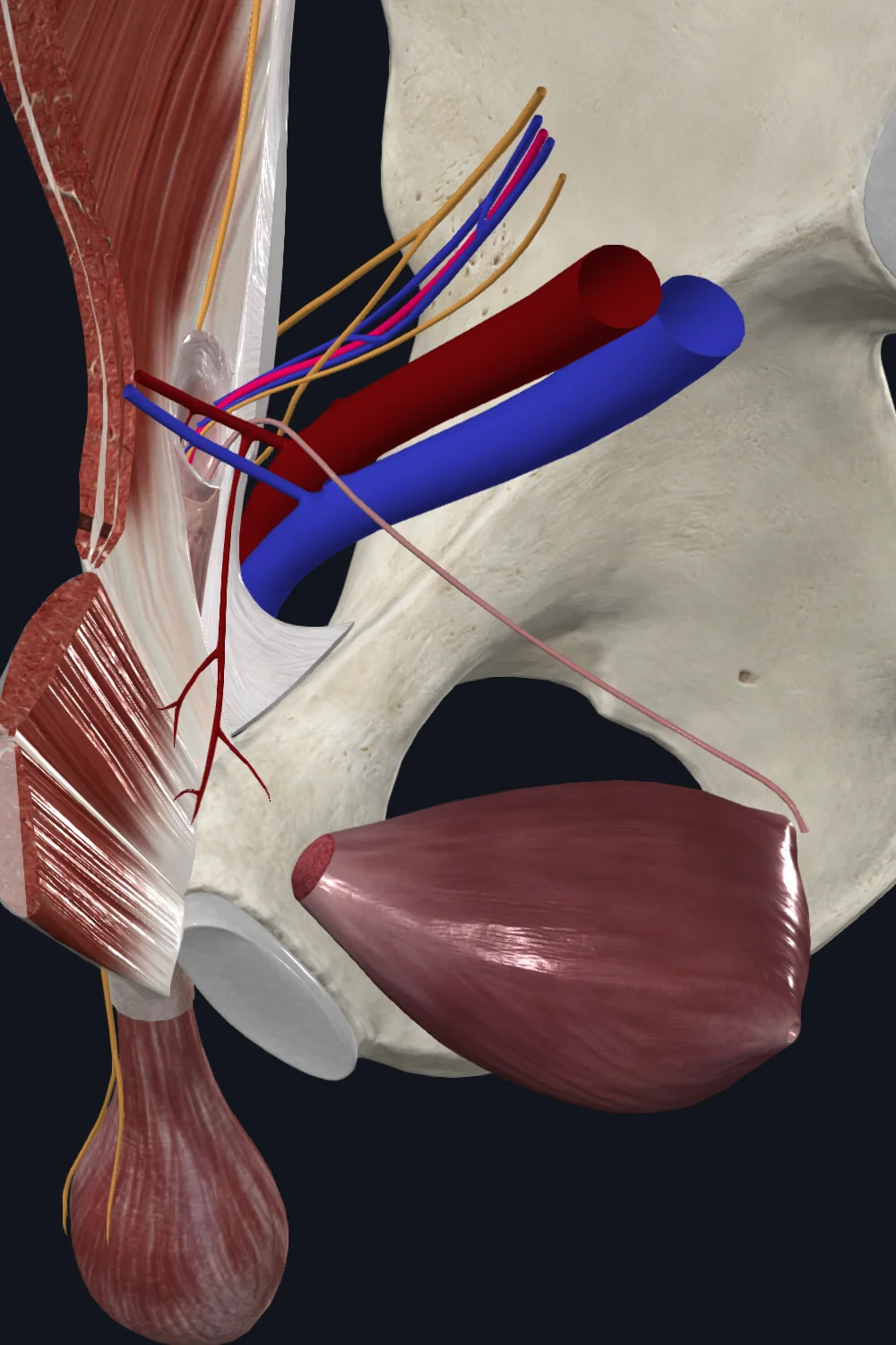 Testicular Artery