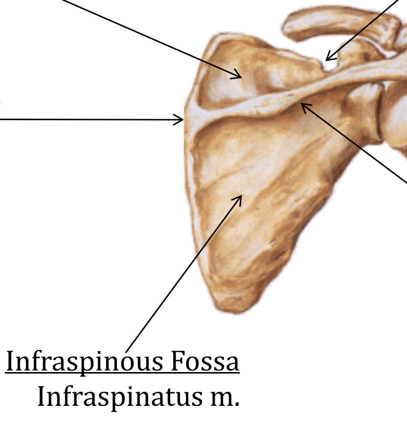 Infraspinous Fossa