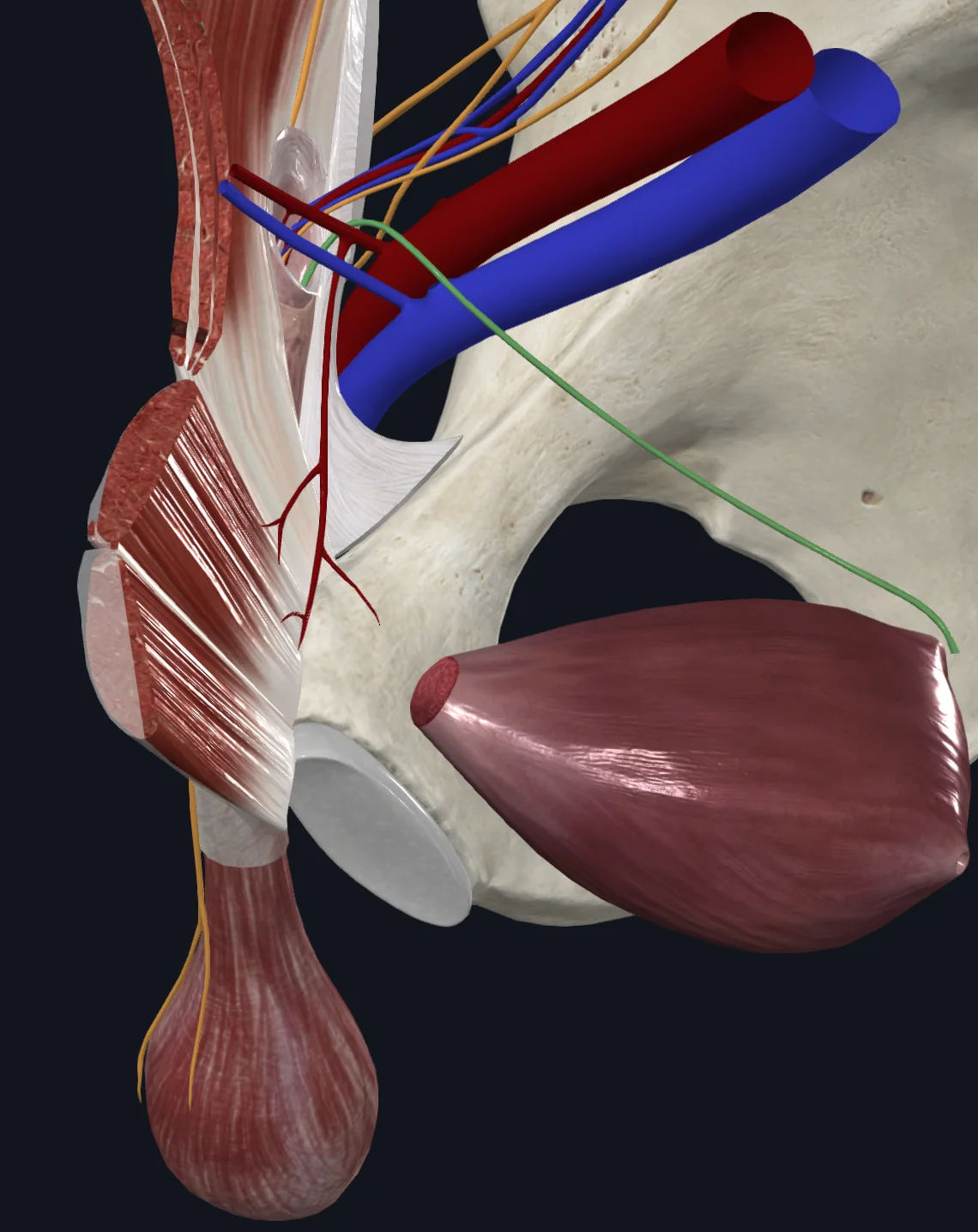 Ductus/Vas Deferens