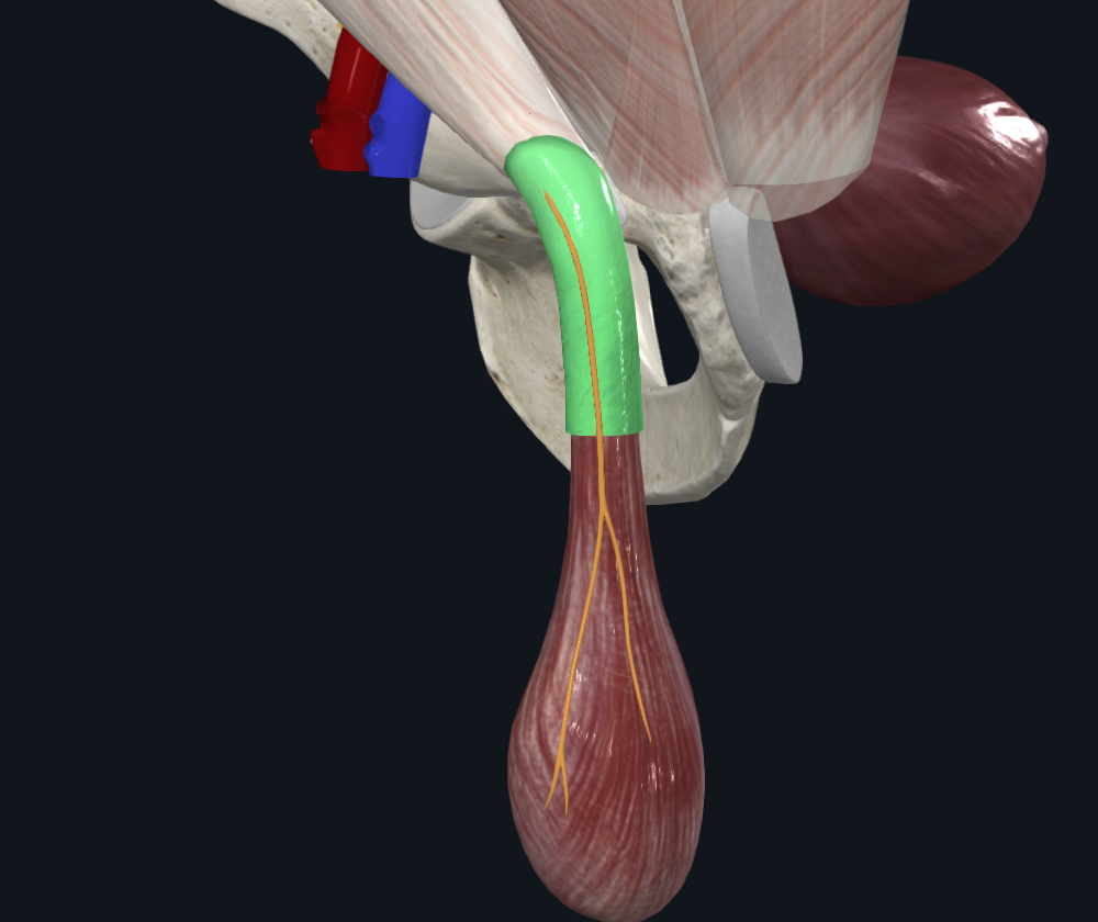 External Spermatic Fascia