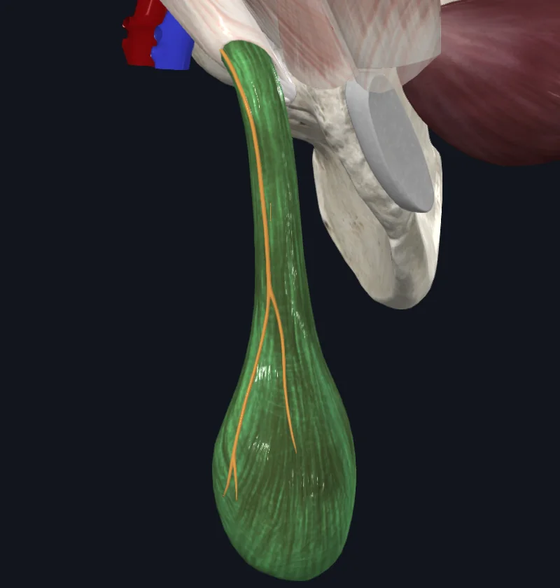 Cremaster Muscle