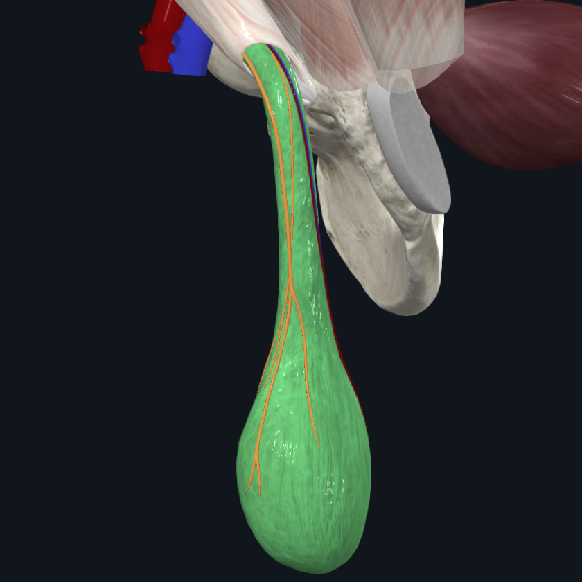 Internal Spermatic Fascia