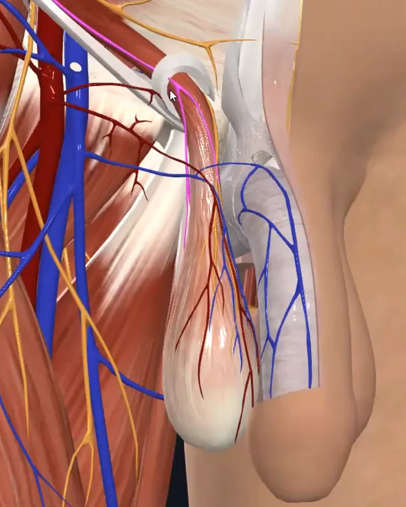 ilioinguinal n