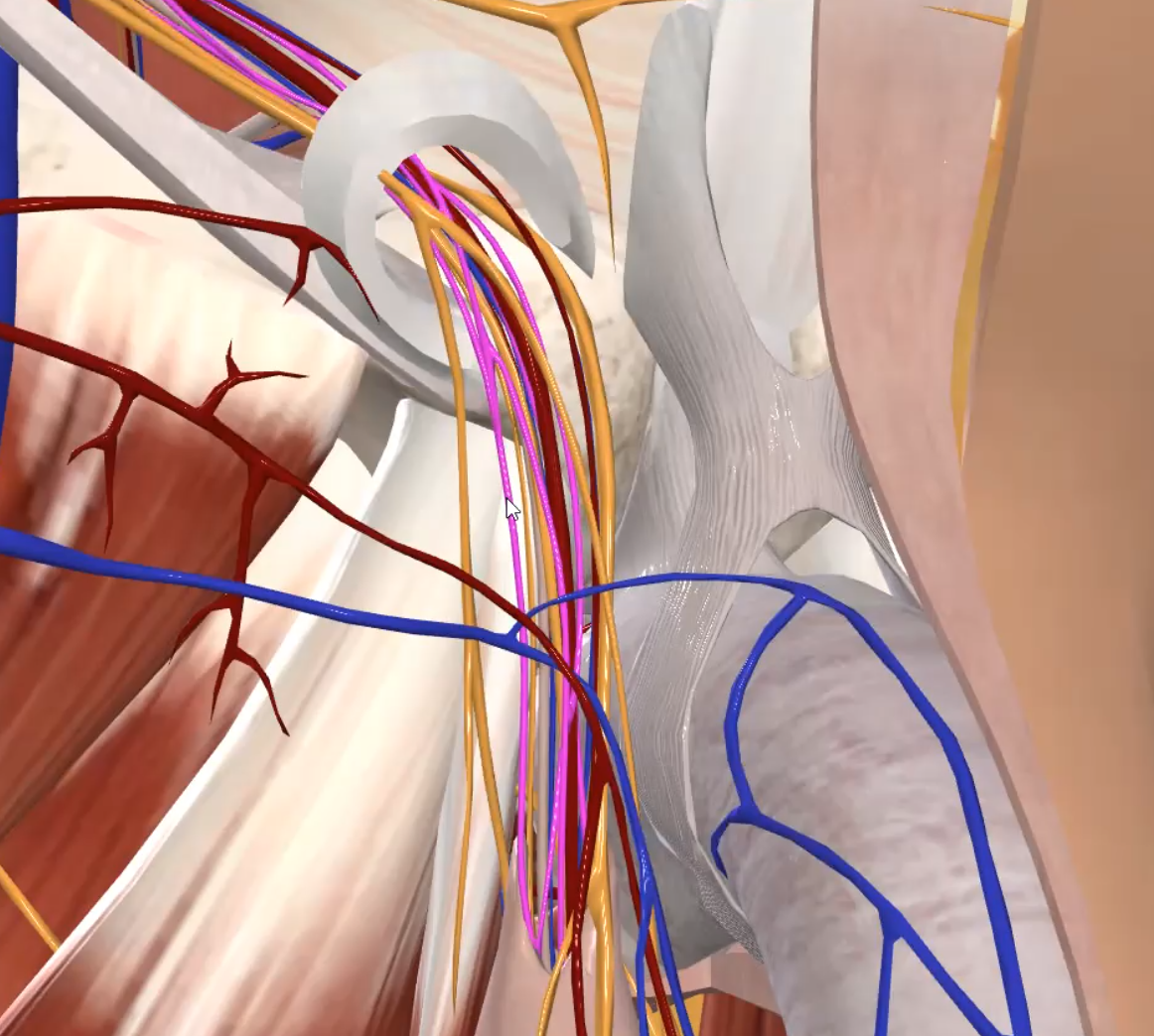 Pampiniform Venus Plexus