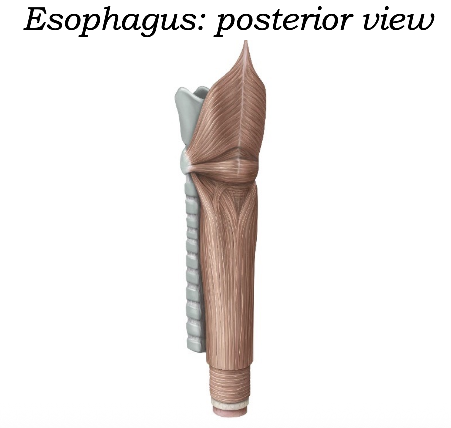 Esophagus