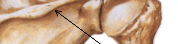 Spine of scapula