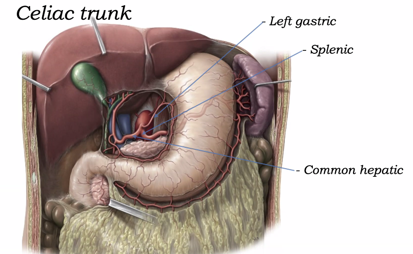 בטן טחול כיס מרה