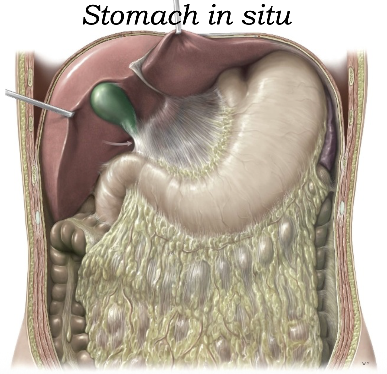 stomach in situ