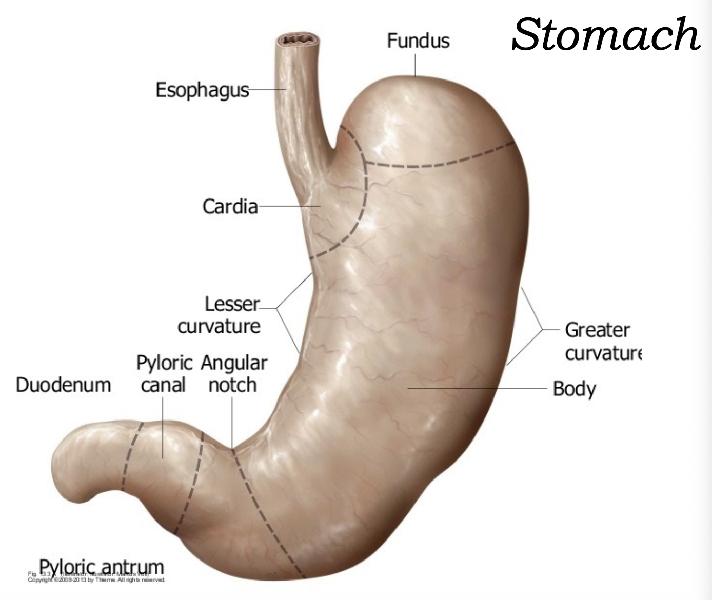 stomach