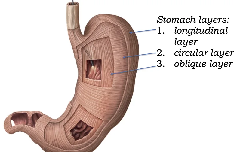 Stomach Layers