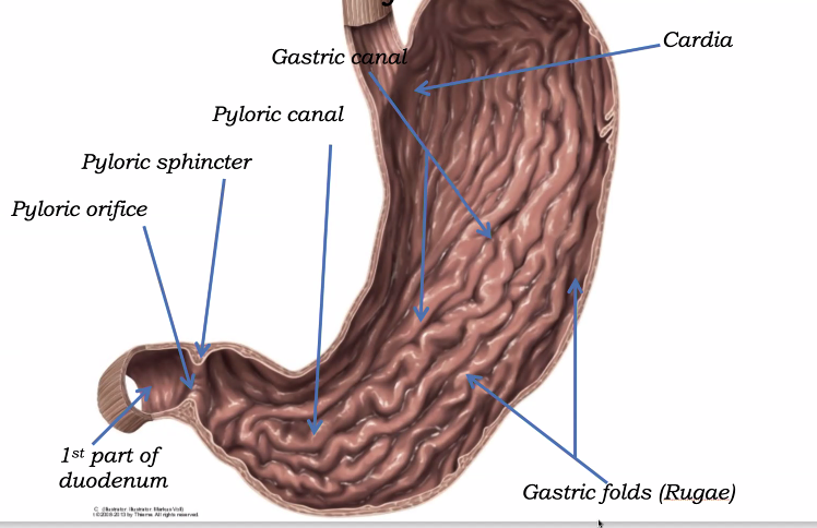 inner structure of the stomach