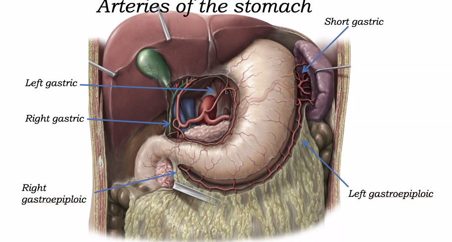 arteries of the stomach