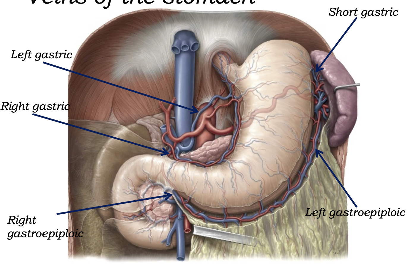 veins of the stomach