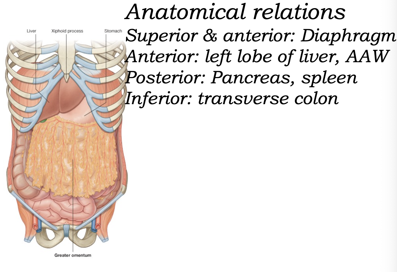 Anatomical relations