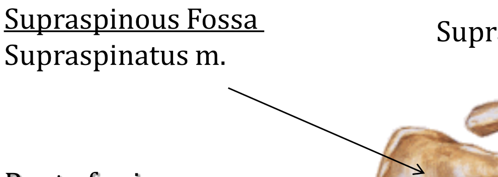 Supraspinous Fossa