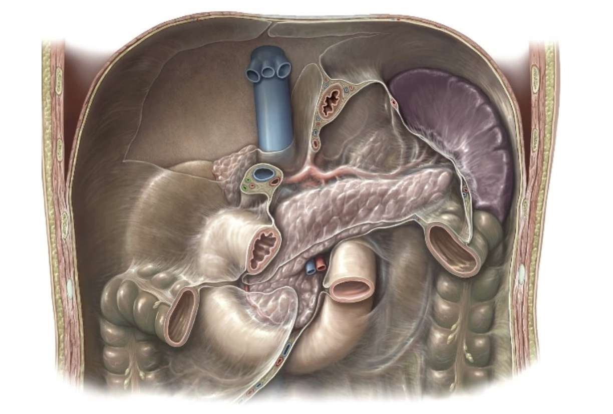 small intestine: duodenum