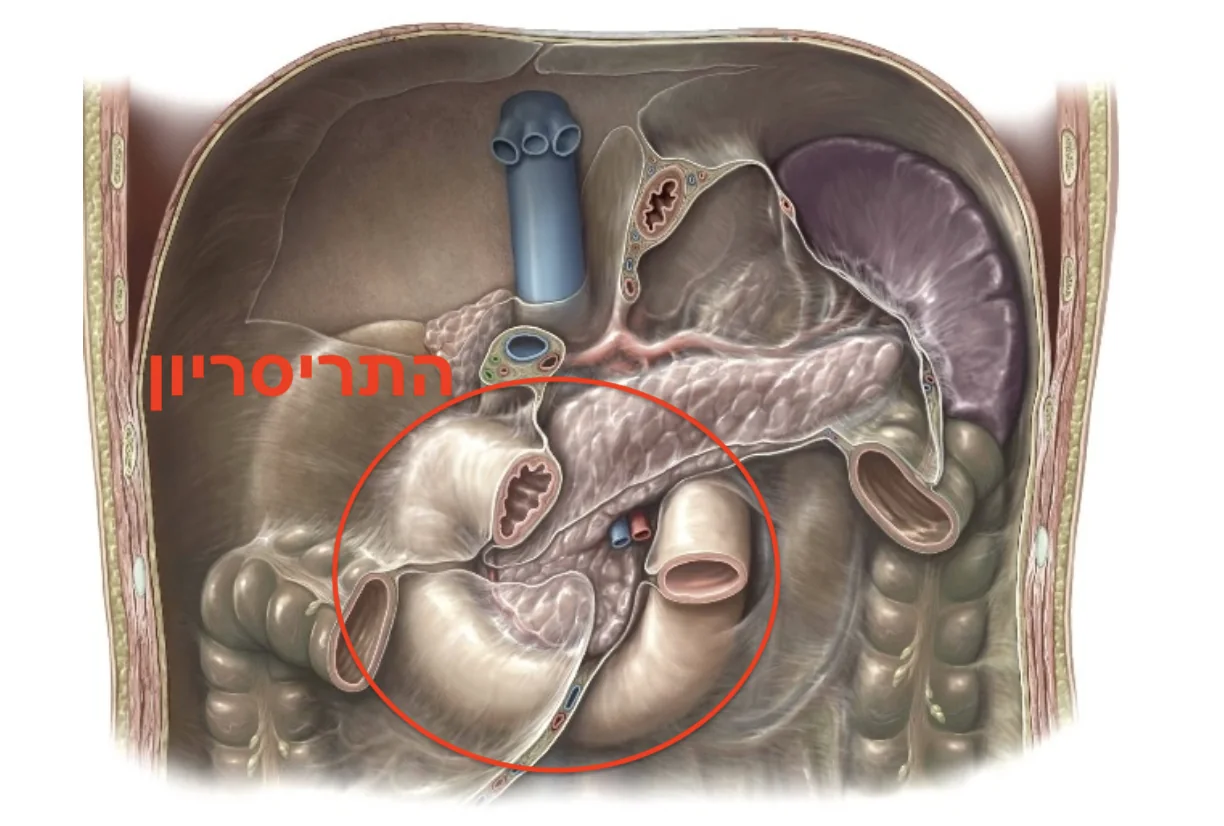 Small Intestine: Duodenum
