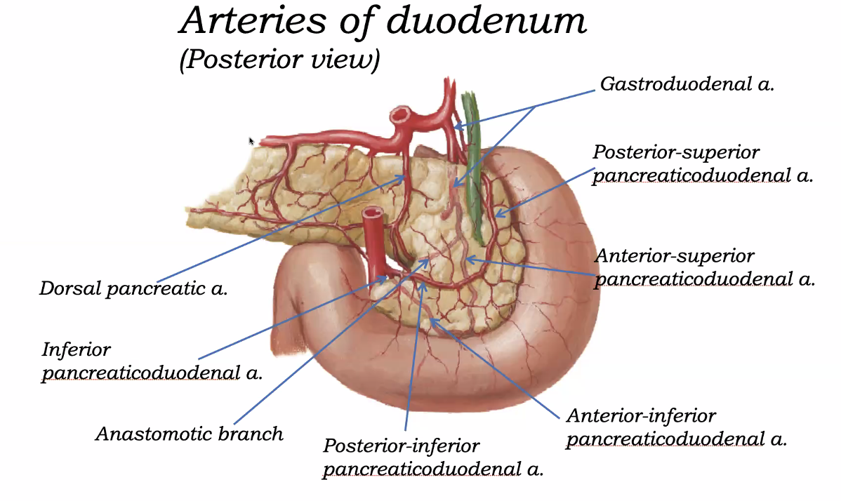 Arteries of duodenum
