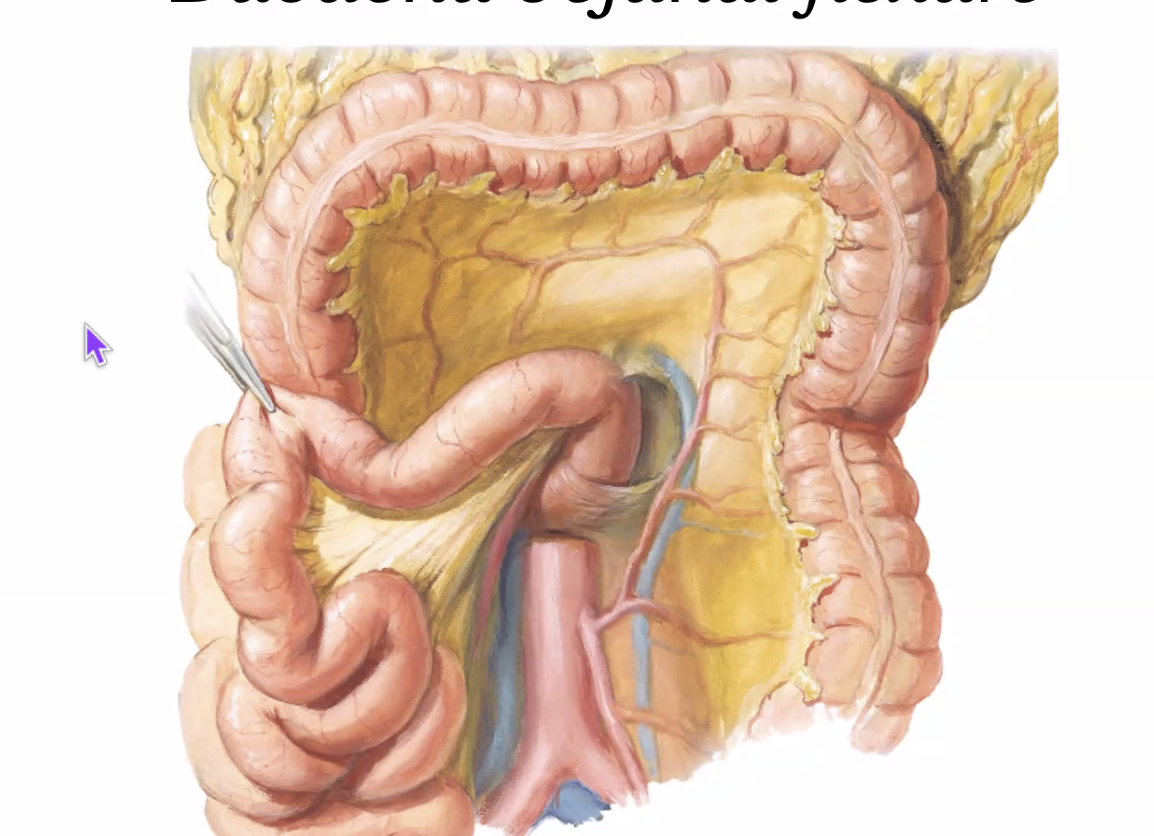 Duodeno-jejunal flexure