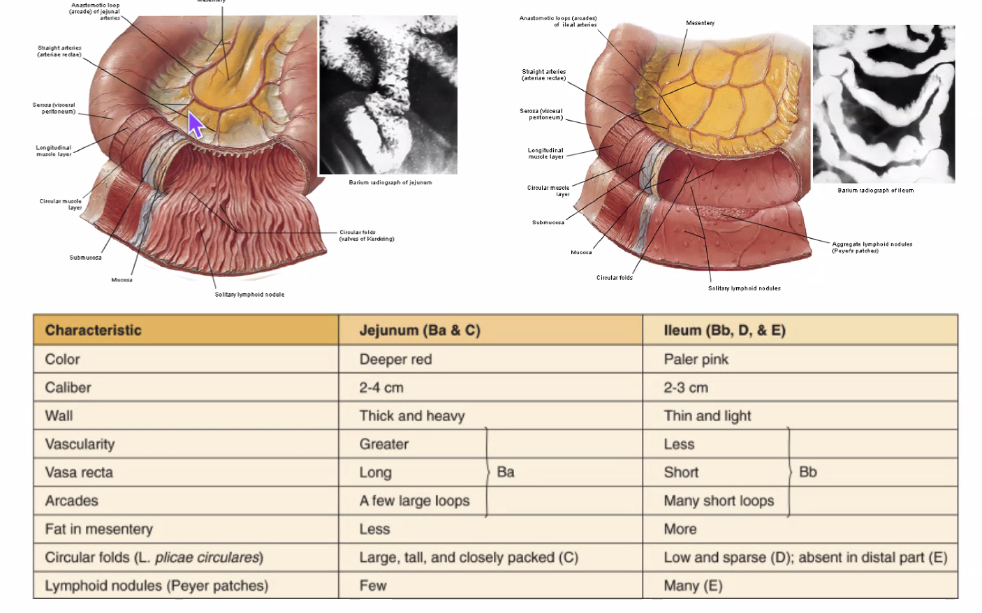 Differences between Jejunum and ileum