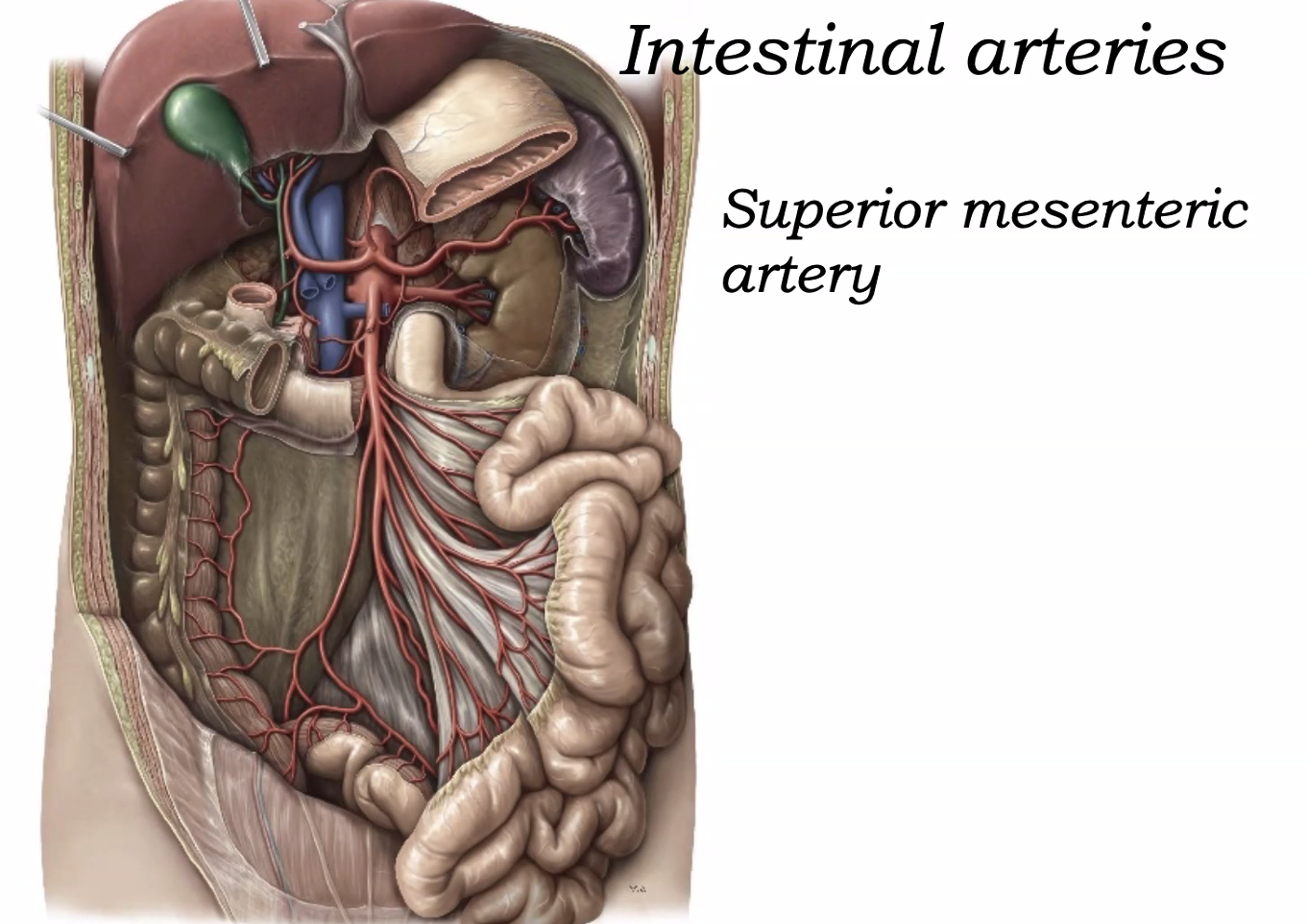 Intestinal arteries