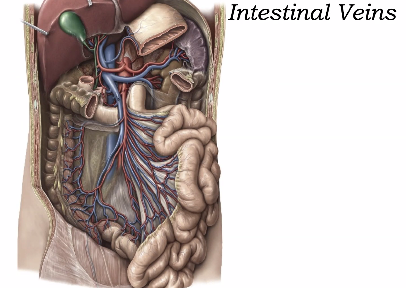 Intestinal Veins