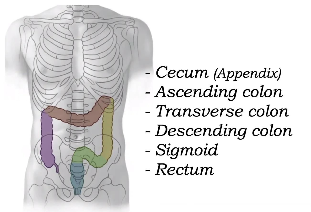 Large Intestine