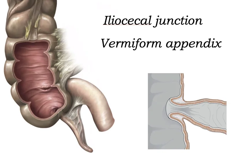 Cecum