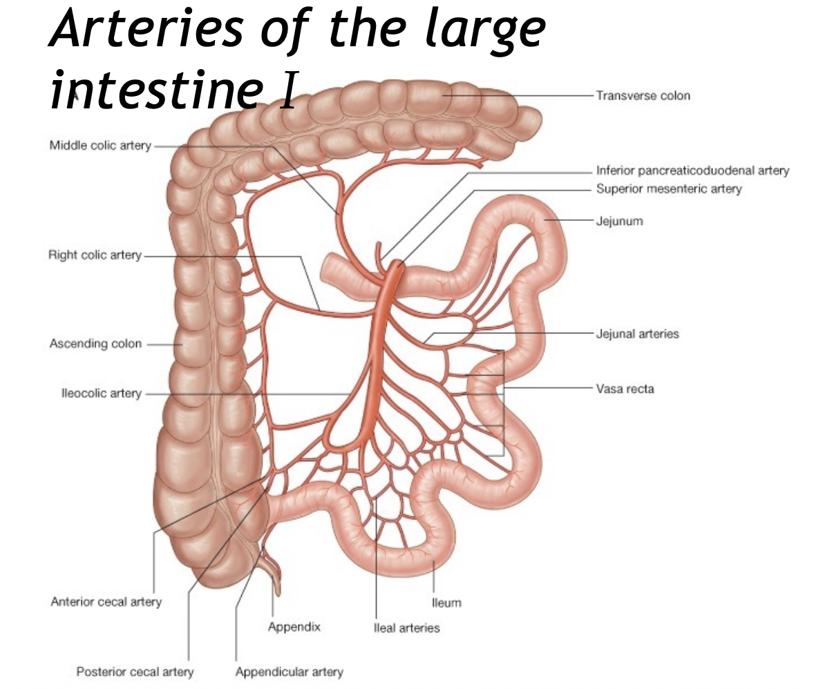 Arteries of the large intestine I
