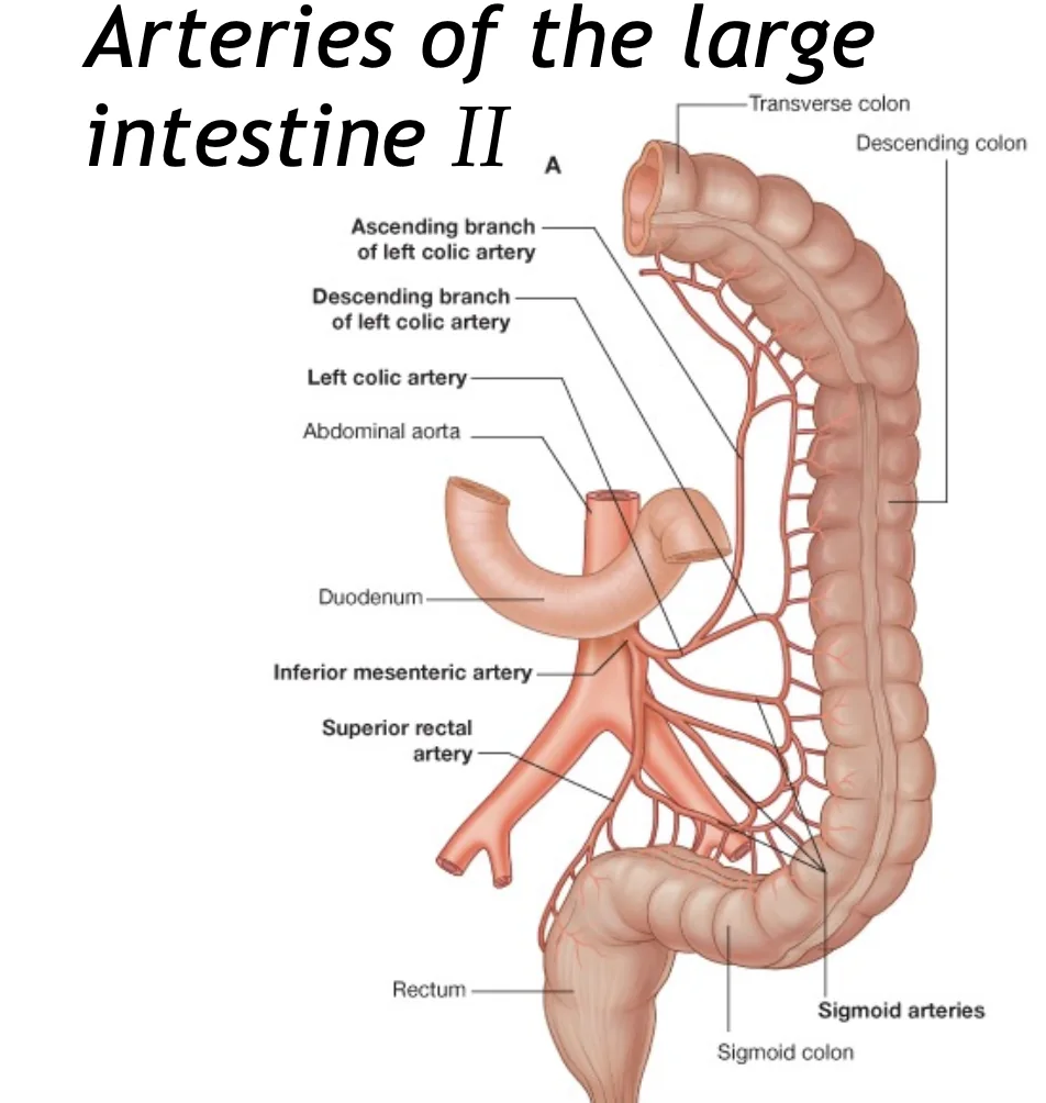 Arteries of the Large Intestine II