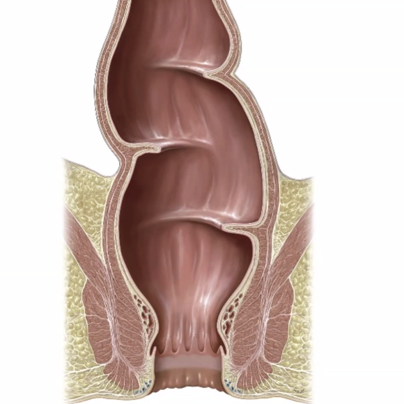 Rectum and anal canal