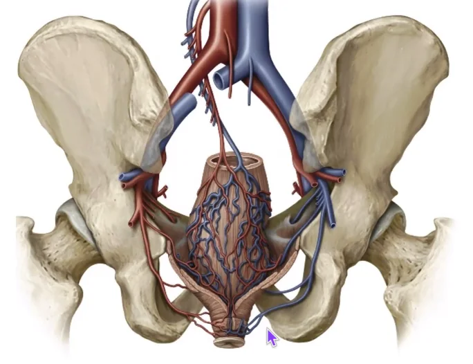 Blood supply and venous drainage