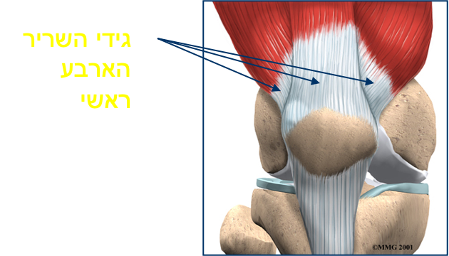 גיד השריר הארבע ראשי