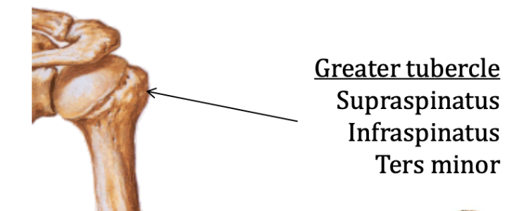Greater tubercle