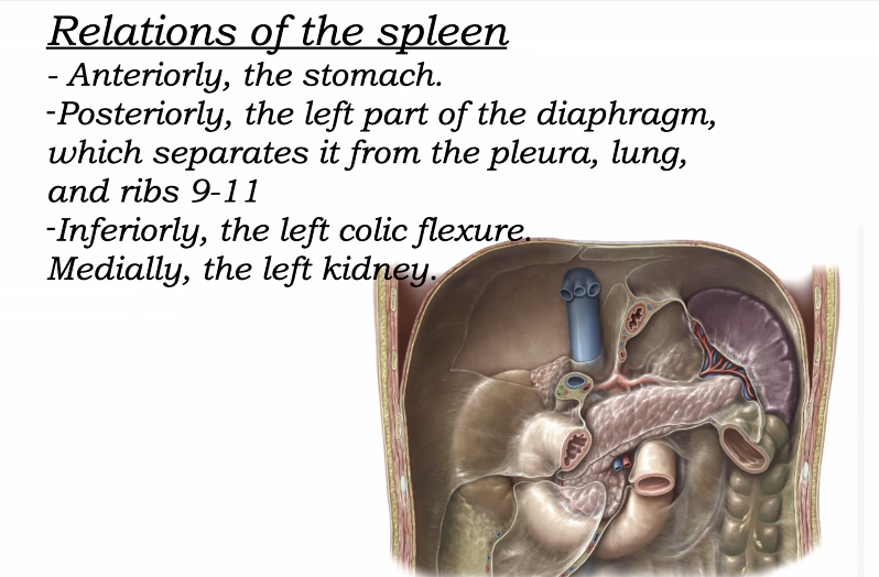 תמונה נוספת