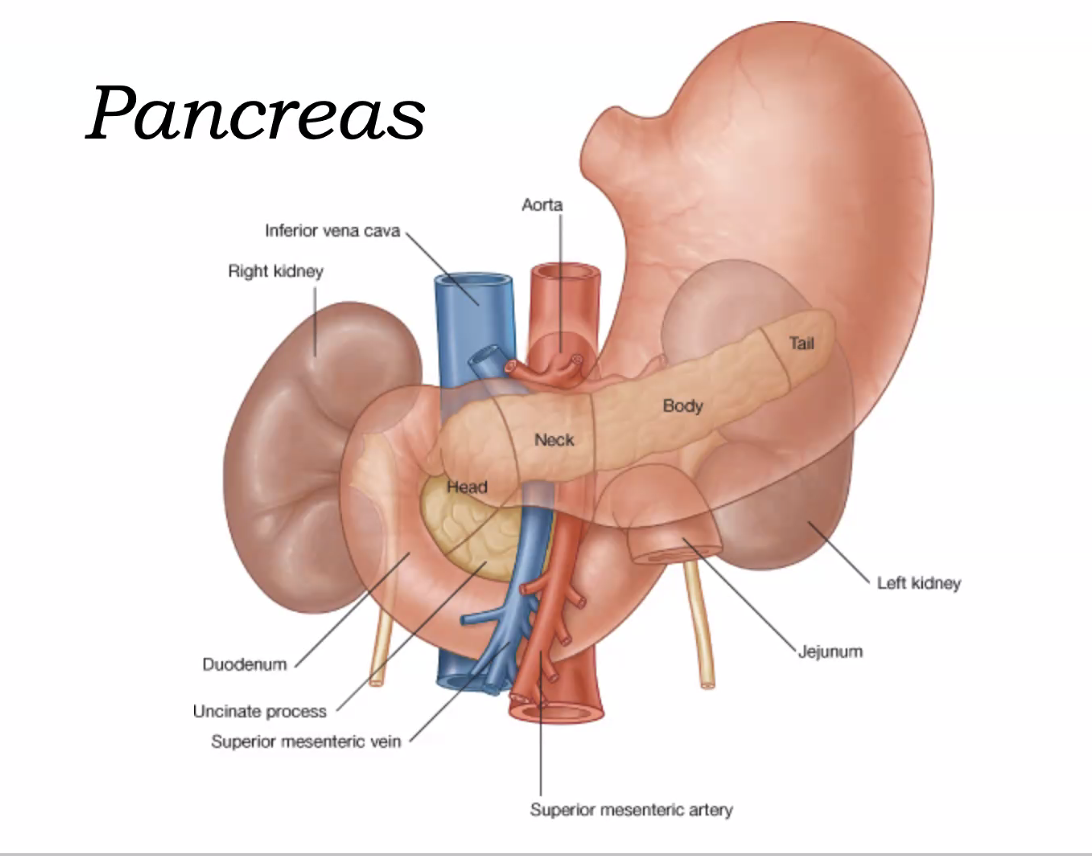 Pancreas