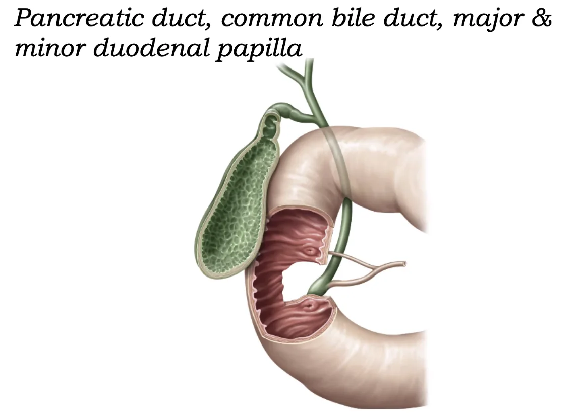Major Papilla