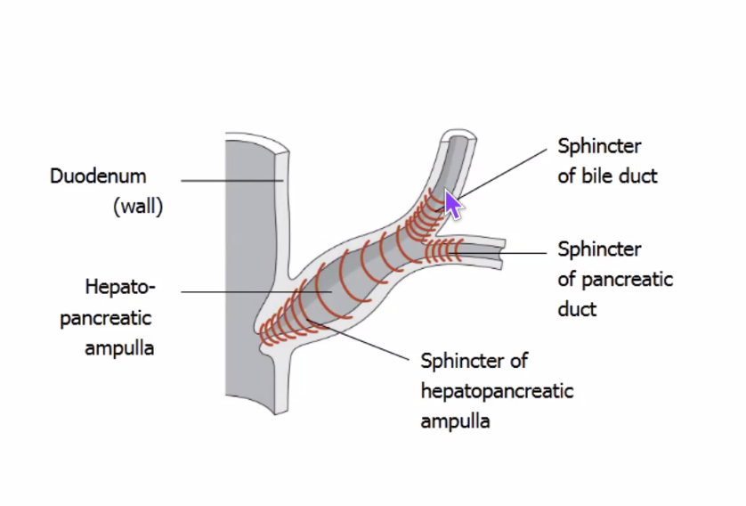 hepatopancreatic ampulla