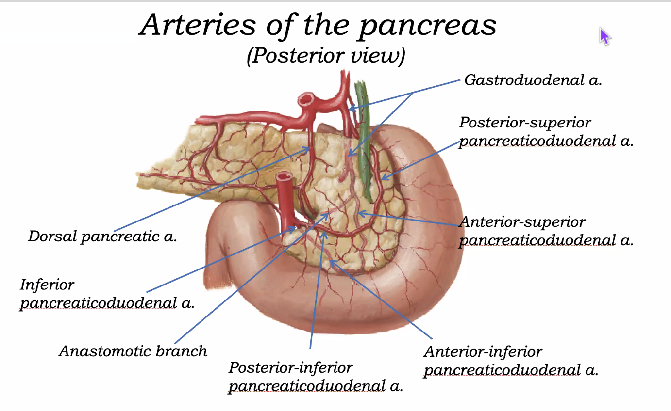 Arteries of the Pancreas