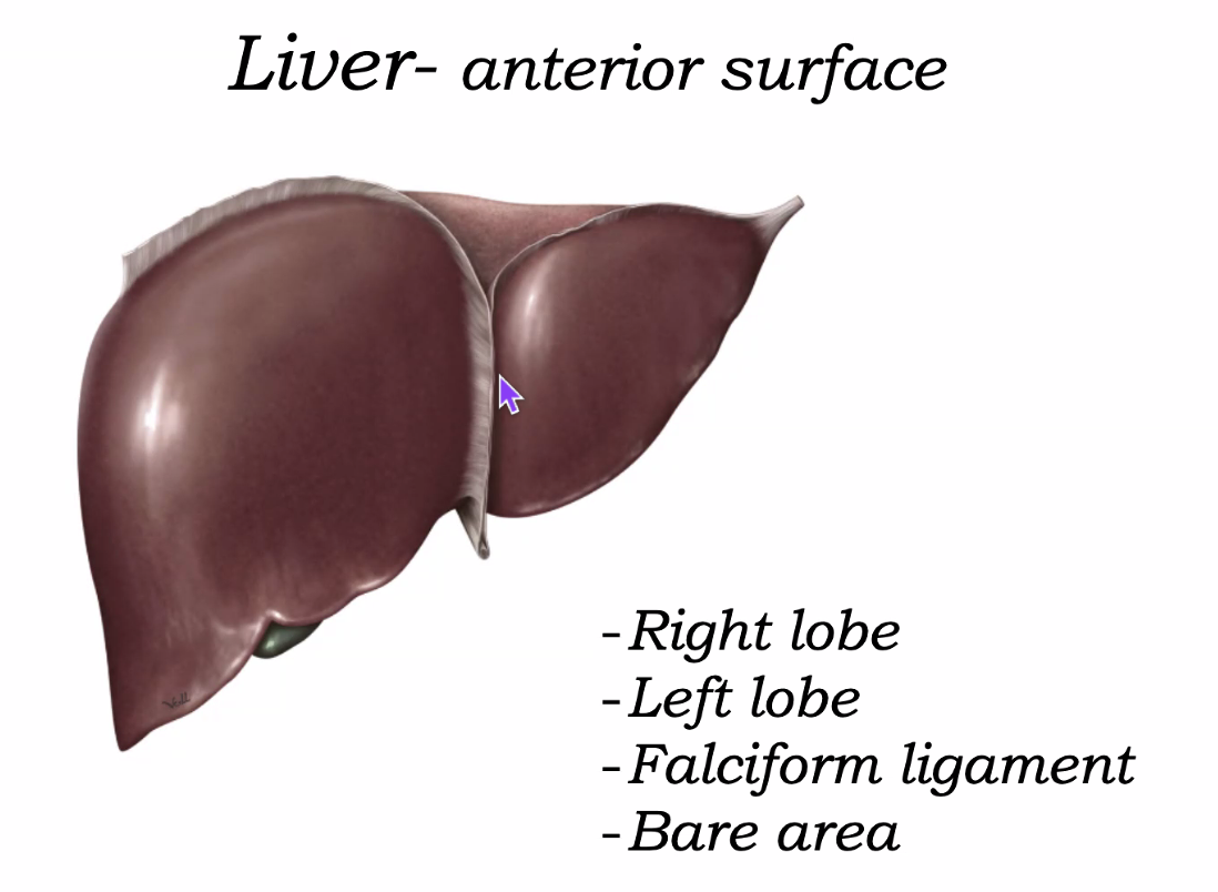 Liver - anterior surface