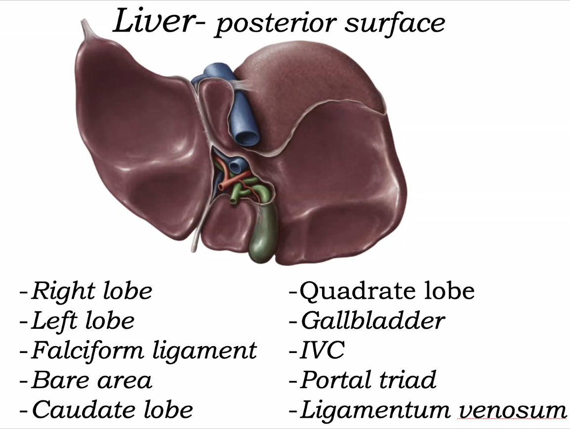 Liver - posterior surface