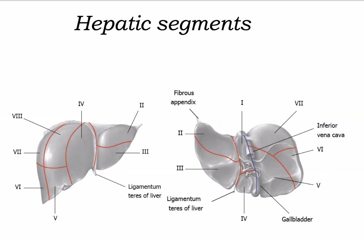 Hepatic segments