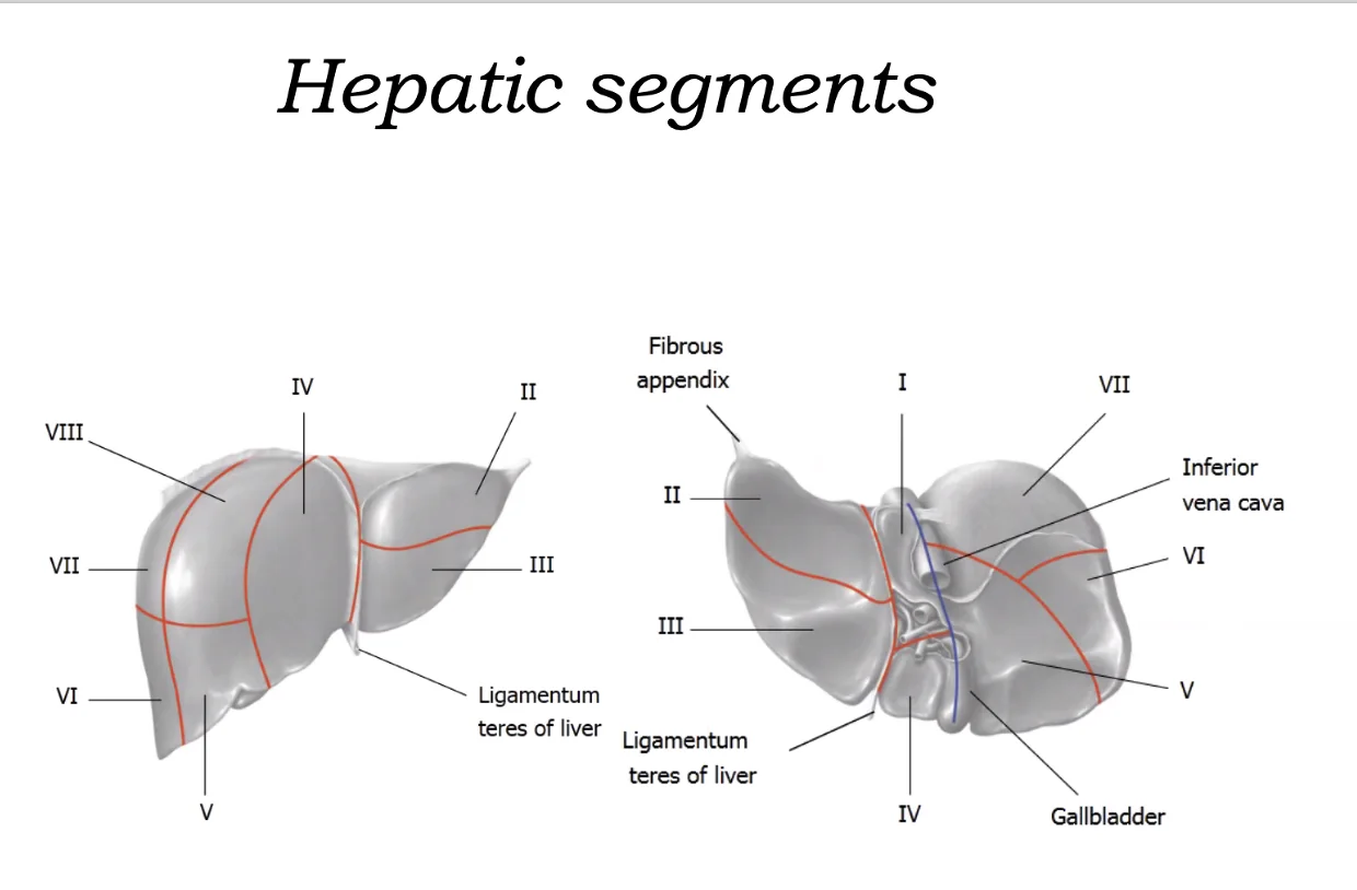 Hepatic Segments