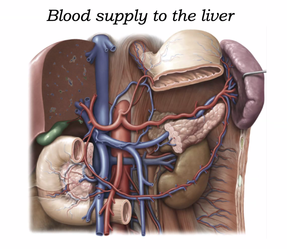 Blood supply to the liver