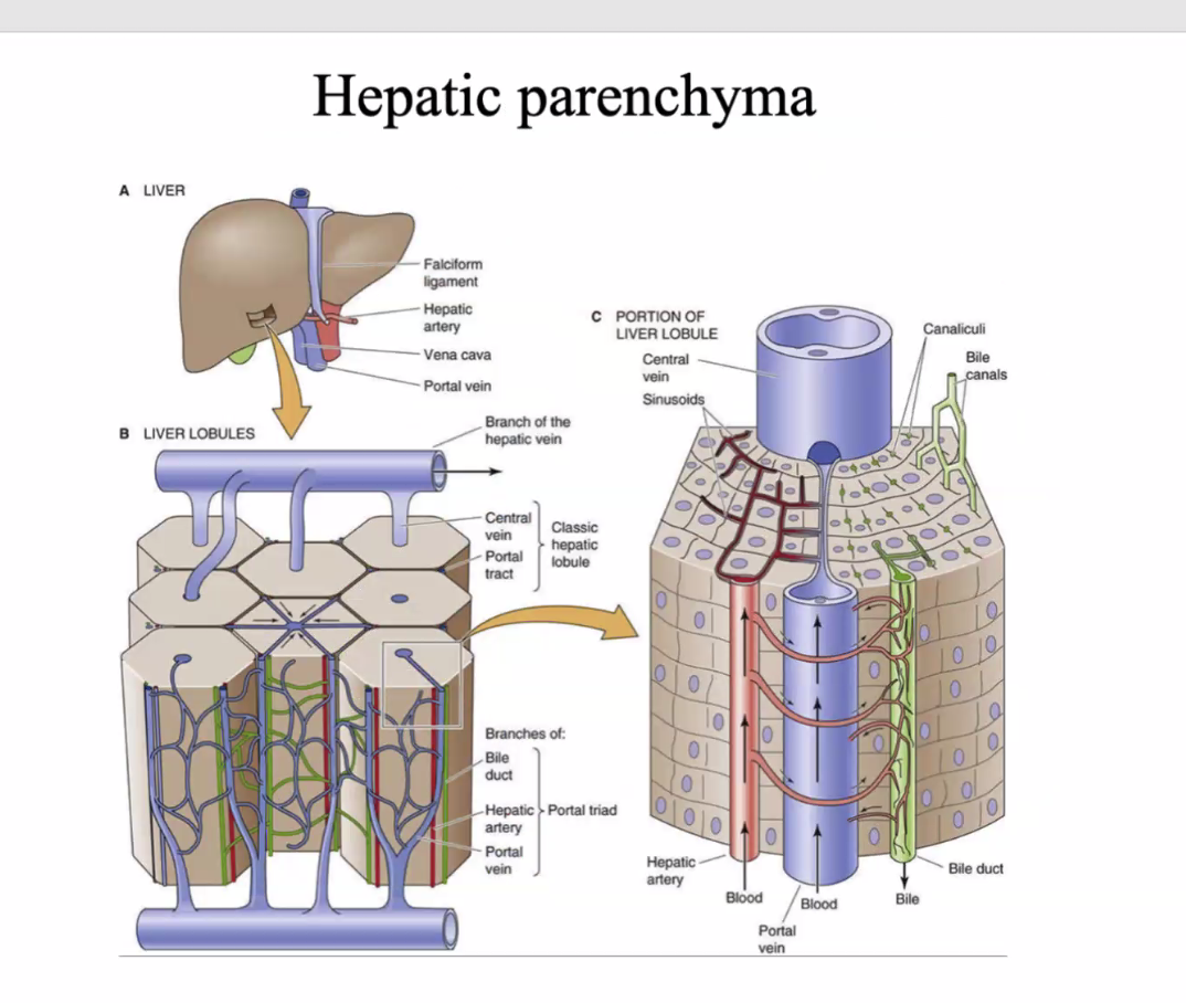 Hepatic parenchyma