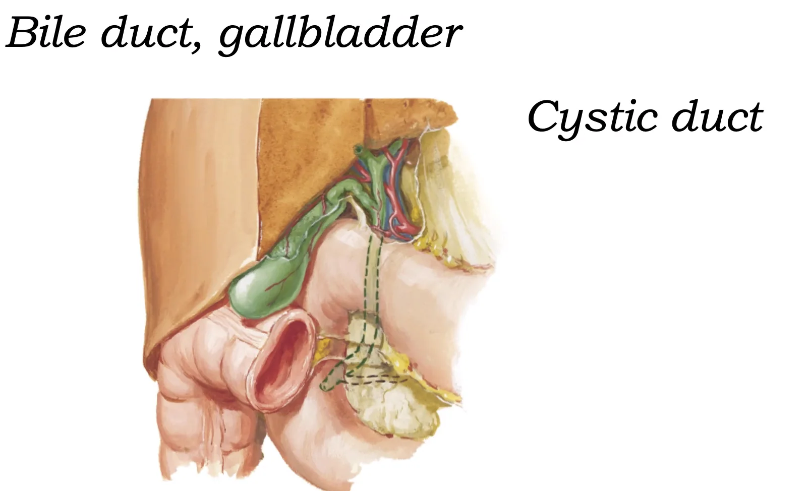 Bile Duct