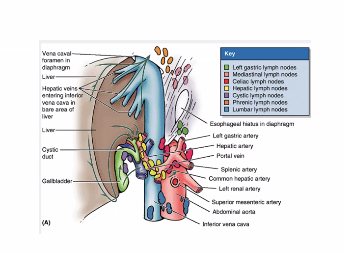 התנקזות חזרה