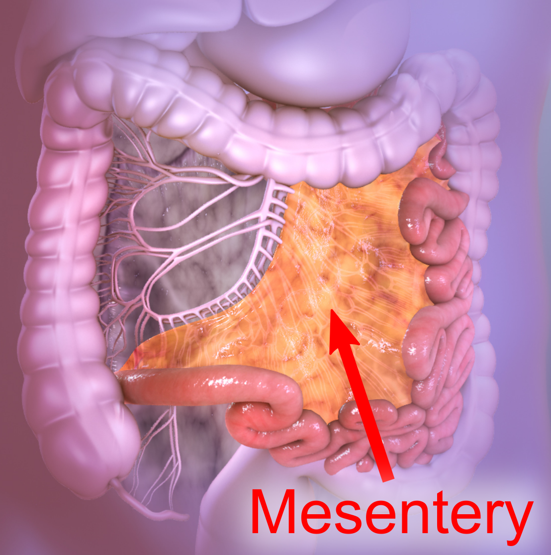 מאת [1] - File:Mesentery extending from the duodenojejunal flexure to the ileocecal junction..jpg, CC BY-SA 4.0, https://commons.wikimedia.org/w/index.php?curid=86253980