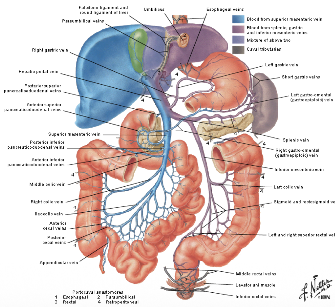 Hepatic Portal Vein Tributaries
